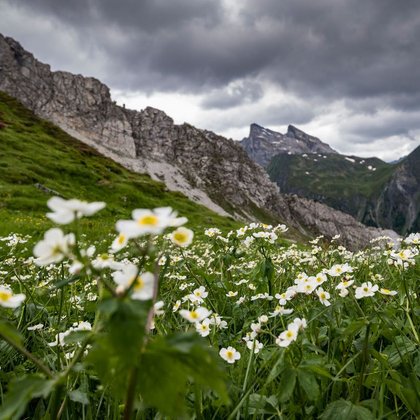 Bergblumen Bergblumen
