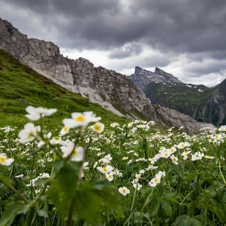 Bergblumen Bergblumen