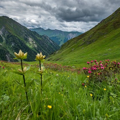 Bergblumenwiese Bergblumenwiese