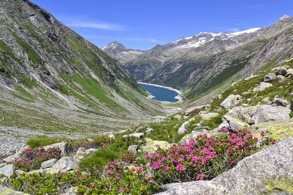Zillergrund Zillergrund