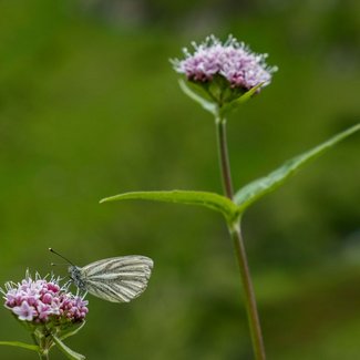 Alpenblume Alpenblume