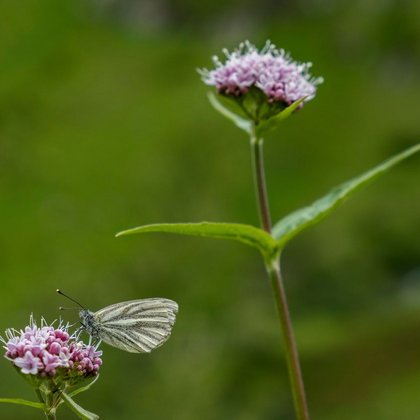 Alpenblume Alpenblume