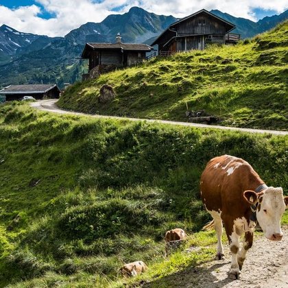 Kuh beim Almabtrieb Kuh beim Almabtrieb