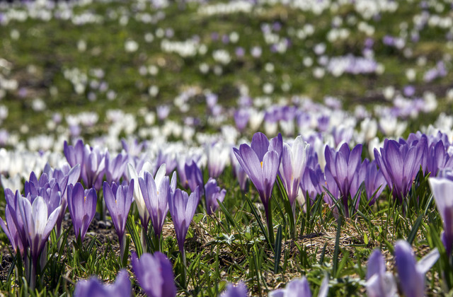 Frühling im Zillertal Frühling im Zillertal