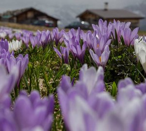 Krokusse in Tux Finkenberg