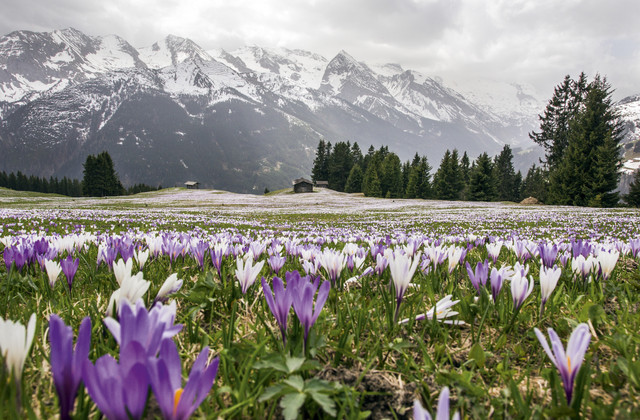 Krokusblüte im Tuxertal Krokusblüte im Tuxertal