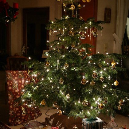 Mondchristbäume halten länger Mondchristbäume halten länger