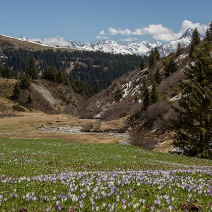 Frühjahrsspaziergang durch die Krokus-Wiese Frühjahrsspaziergang durch die Krokus-Wiese
